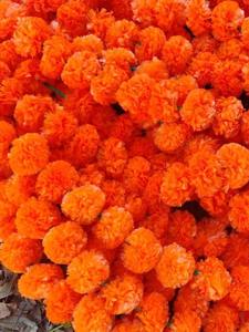 Guirnalda de Caléndulas Artificiales al por Mayor, Color Naranja, para Diwali, Bodas, Fiestas, Navidad, San Valentín - Product Image 2