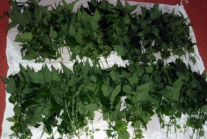 Feuilles d'ortie de qualité supérieure, feuilles d'ortie séchées en vrac, feuilles d'ortie séchées pour animaux de compagnie, fournisseur de feuilles d'ortie séchées ANGLE - Product Image 2