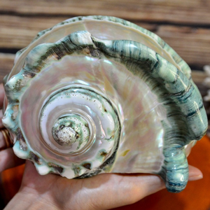 เปลือกหอยมาร์มาทาตัสขนาดใหญ่: หอยสังข์ลายทางสำหรับตกแต่งบ้าน เปลือกหอยสังข์สีเขียวขนาดใหญ่ เปลือกหอยมุกขัดเงาขนาดใหญ่ - Product Image 5
