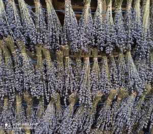 Flores de Lavanda Secas de Alta Calidad, Flores Botánicas Naturales Enteras, Ingredientes Herbales Probados en Laboratorio para Aromaterapia - Product Image 6