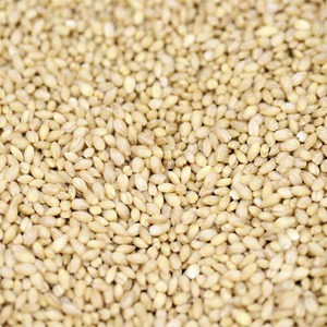 Grano de Cebada Integral Natural Preparado con Limpieza Avanzada para Exportación a Granel y Empaquetado para Importadores Mayoristas de Cereales - Product Image 1
