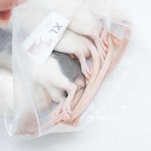 Ratas Congeladas XS 22-30g, Alimento para Serpientes con Alto Contenido de Proteínas, Venta al por Mayor, Alimento para Reptiles Libre de Salmonella, Nutrición Bio-Enhanced para la Digestión - Product Image 6