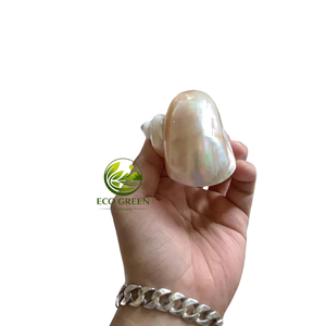 Wholesale Turbo <b>Shells</b> Natural Polished Seashells for <b>Hermit</b> <b>Crabs</b> Aquarium Decoration DIY Crafts Beach Decor and Souvenir Shops - Product Image 2