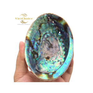 Wholesale Eco-Friendly Large Natural <b>Abalone</b> Seashells Angel Bowl 4-4.5 Inches VIETCHOICE Wedding Gift Directly Vietnam Phoebe - Product Image 6