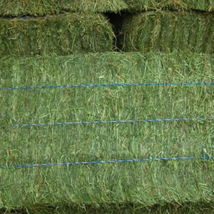 Fourrage sec et propre, foin d'alfalfa naturellement séché en balles, conçu pour la nutrition animale, pour grossistes mondiaux, approvisionnement en vrac - Product Image 6