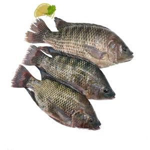 Expédition rapide, vente en gros de <span class=keywords><strong>tilapia</strong></span> <span class=keywords><strong>du</strong></span> <span class=keywords><strong>Nil</strong></span> frais congelé, taille 200-300g, 300-500g, 500-800g, 800g+, <span class=keywords><strong>tilapia</strong></span> entier avec approvisionnement stable - Product Image 2