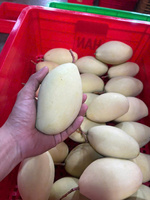 [Waardekeuze] Goedkope prijs Verse gele mango Cat Chu Vietnam Natuurlijk zoet Vers seizoensproduct Oogst voor groothandel export dozen