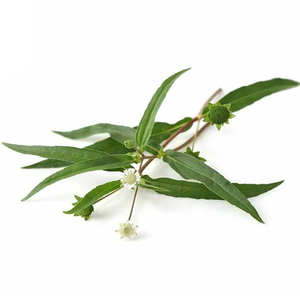 Aceite Esencial de Bhringraj |   Proveedor al por Mayor de Aceites Esenciales Premium, Fabricante de Marca Privada OEM - Product Image 5