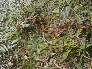 Aceite de Cajeput de Primera Calidad de Indonesia (Melaleuca cajuputi) - 100% Puro, Destilado al Vapor, Aroma Fresco - Product Image 2