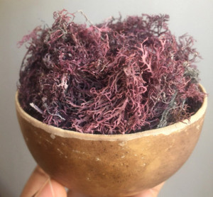 Ocean-Harvested Irish Sea <b>Moss</b> Raw and Sustainably Wildcrafted - Product Image 1