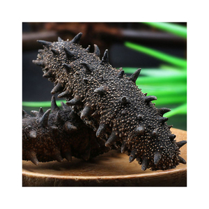 Expédition immédiate : Concombre de mer surgelé de qualité supérieure, qualité alimentaire, vente en gros, approvisionnement en vrac, qualité supérieure, fabricant exportateur - Product Image 5