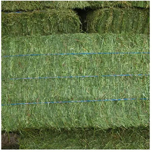 Foin d'alfalfa non OGM en vrac pour les distributeurs étrangers, les grossistes et les usines de transformation d'aliments pour animaux - Product Image 4