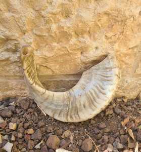 Shofar Trompeta Grande de Cuerno de Carnero de la India, Natural, 19-22 Pulgadas, Sonido Profundo - Product Image 3