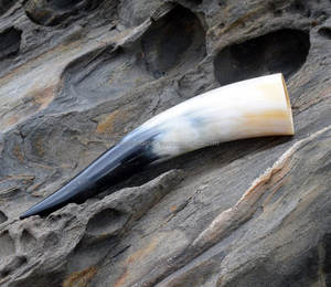 Cuerno para Beber de Oso con Acabado Natural en Color de Cuerno Natural, Estilo Animal, Técnica Pulida, Hecho a Mano, Ecológico, Regalo Empresarial - Product Image 2