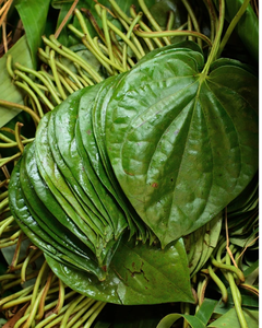 Daun Sirih Segar Premium dari Vietnam – Kualitas Tinggi & Harga Kompetitif