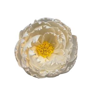 Pivoines blanches avec des étamines jaunes à l'intérieur. Fleurs en bois de Sola 11 CM, tige en fibre de plantes de Sesbania, aromathérapie artisanale - Product Image 2