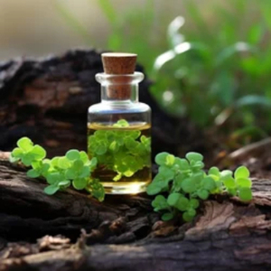 Aceite de Hanu Brahmi Puro al 100%, Destilado al Vapor, Natural, para Cosmética y Cuidado de la Piel, Venta al Por Mayor, Precio Bajo, Empaque Personalizado - Product Image 2