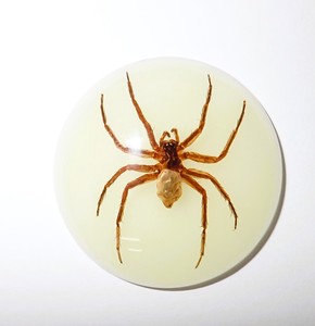 Ghost <b>Spider</b> Real Specimen <b>Plastic</b> Cabochon Round 38x38 mm Glow Flat Bottom for Crafts and Jewelry Making - Product Image 3