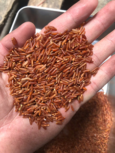 Arroz Rojo Saludable de Nueva Cosecha del Mekong del Sur, 5% de Granos Partidos, Estilo Basmati, Textura Suave, Calidad de Exportación, Bajo Precio, para Cocinar, 24 - Product Image 3