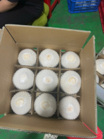 Vietnam Vers Diamant Geslepen Kokosnoot Premium Tropisch Fruit Zoete Smaak Hoog Watervolume Verpakt Voor Export Wereldwijde Markten
