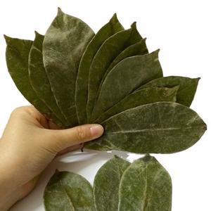 100% Hojas de Guanábana secadas al sol naturales de Vietnam seleccionadas a mano para pureza y producto agrícola rentable - Product Image 5