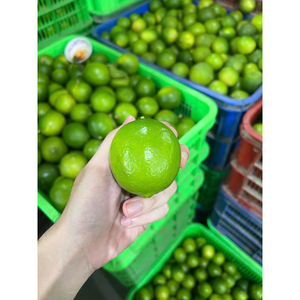 มะนาวเวียดนามไร้เมล็ด สดใหม่ เนื้อฉ่ำ เปลือกเขียว สำหรับธุรกิจบริการอาหาร เครื่องดื่ม และการค้าปลีกผลไม้สด - Product Image 3