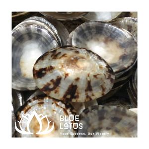 Disponibles Conchas de Limpet Azules Trituradas Ecológicas, Material a Granel para Arte en Resina, Posavasos y Manualidades DIY - Product Image 1