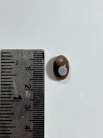 Pierre précieuse naturelle Sulemani Akik Aqiq, taille ovale, noir et blanc, polie pour la fabrication de bijoux
