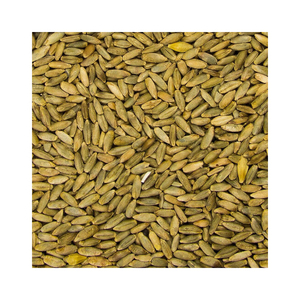 Suministro al por mayor de grano de centeno a precios competitivos y económicos - Product Image 3
