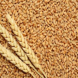 Fournisseur en gros – Meilleure qualité – Blé entier biologique séché AD – Qualité alimentaire – Autriche – Durée de conservation de 24 mois – En promotion – Prix abordable - Product Image 1