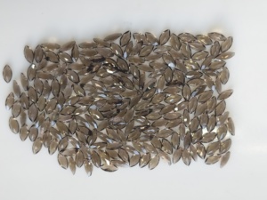 Cuarzo Ahumado Natural, Corte Marquise de 6x3MM, Gema Suelta de la Mejor Calidad para la Fabricación de Joyas - Product Image 2