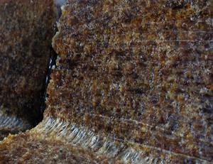 Bloques de caucho natural SVR 20 para industria - Product Image 2