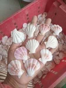 Coquilles de palourde naturelles du Vietnam, nettoyées, colorées, tailles variées pour l'artisanat DIY, la décoration intérieure, les présentoirs de mariage, les bijoux et les cadeaux - Product Image 2