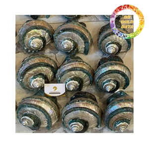 เปลือกหอยเป๋าฮื้อขัดเงาคุณภาพสูง เปลือกหอยธรรมชาติสำหรับตกแต่งบ้าน - Product Image 6