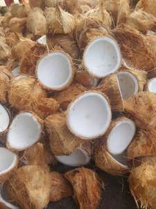 Coco maduro descascarado, coco seco, listo para exportación (WA +84914319488) Productor Tinimex - Product Image 2
