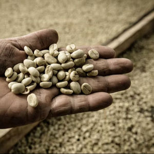 Café Vert Arabica Spécialité du Vietnam Grains Entiers Taille 16 Approvisionnement en Gros pour Importateurs Noir Brisé à 0,1% seulement Certifié USDA Marque TNFOOD - Product Image 1