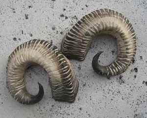 Cuerno de cabra y oveja auténtico Kosher, Shofar de carnero de Israel, afinado naturalmente, probado, tradicional, Rambam AL MALIK CRAFT - Product Image 3