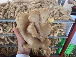 <b>Fresh</b> <b>ginger</b> root in bulk from Vietnam supplier Bao Tram Anh best price - Product Image 5