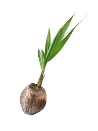 Coco Siamés Verde Híbrido Rociado con Productos Químicos Antibacterianos, Cosecha Después de 3-4 Años - Product Image 5