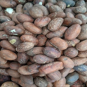 Graines de Kola Amère Authentiques Séchées Naturellement, Stock Frais pour Fournisseurs de Produits à Base de Plantes à Prix de Gros - Product Image 3