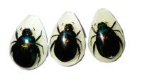 Cabochon en plastique en forme de poire, spécimen réel de scarabée coloré, taille 33x22 mm, fond plat, pour artisanat et fabrication de bijoux