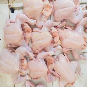 Poulet congelé de haute qualité pour cuisines commerciales et marchés de détail, disponible à prix de gros compétitif - Product Image 1