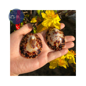 สินค้าขายดี |   เกล็ดเปลือกหอยลิมเพ็ตสีน้ำเงินบดละเอียด แพ็ค |   วัตถุดิบสำหรับงานศิลปะเรซิ่น ตกแต่งโต๊ะ งานฝีมือ เวียดนาม - Product Image 1