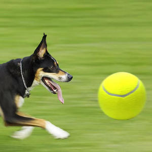 Kinghin Pet Suppliers, jouets à mâcher pour chiens écologiques, vente en gros de balles de tennis en caoutchouc pour animaux de compagnie, jouet interactif pour chien - Product Image 3