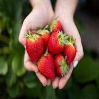 Beste prijs verse blauwe bessen bulk zoet 100% natuurlijk fruit nieuwe oogst groothandel hoge kwaliteit GMO 25kg vanaf de oorsprong