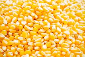 Maíz Amarillo Orgánico de Alta Calidad, Dulce, Sin OMG, a Granel, 10 kg, Semillas de Maíz Natural Crudo para Plantar, Cocinar y Alimentar Ganado - Product Image 6