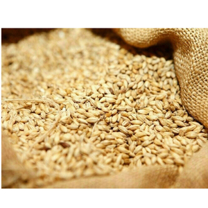 Grano de Trigo de Primera Calidad a Granel / Trigo Integral de Alta Calidad - Product Image 1