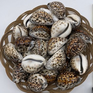 Tiger cowrie <b>shells</b> supplier sale cowry <b>shell</b> bulk deal seashell for craft aquarium <b>ornament</b> - Product Image 5