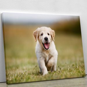 Seven Week Old Golden Retriever Puppy Outdoors on a Sunny Day <b>Canvas</b> Print or Poster for Pet Cleaning & Bathing - Product Image 2