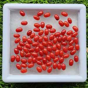 Lote de Piedras Preciosas Sueltas de Coral Rojo Natural, Cabujón Ovalado, Calibradas, Sin Tratar, Certificadas, para Joyería - Product Image 5